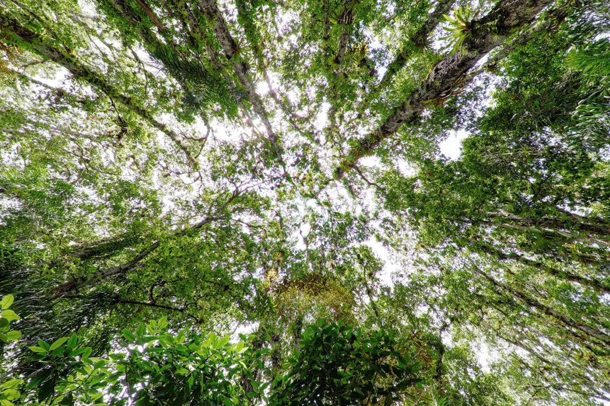 Un recorrido virtual por 5 increíbles parques naturales de Colombia