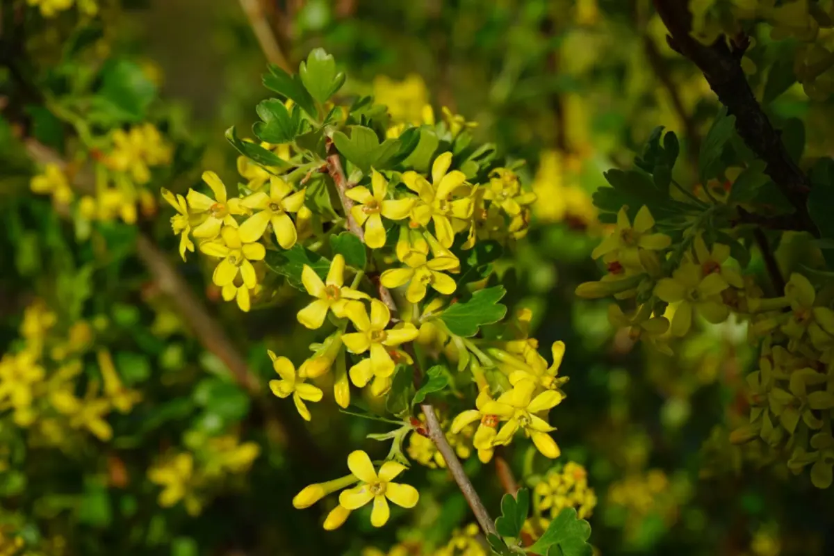 beneficios de la ruda