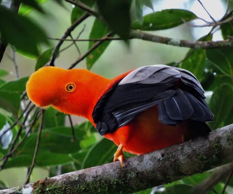 Tangara Cyanicollis.