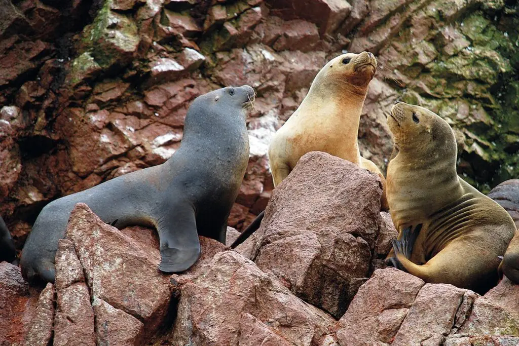 Leones marinos islas ballestas