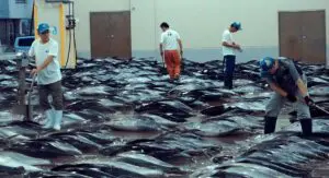 Seaspiracy: lo que debe saber sobre el documental del que todos hablan Seaspiracy