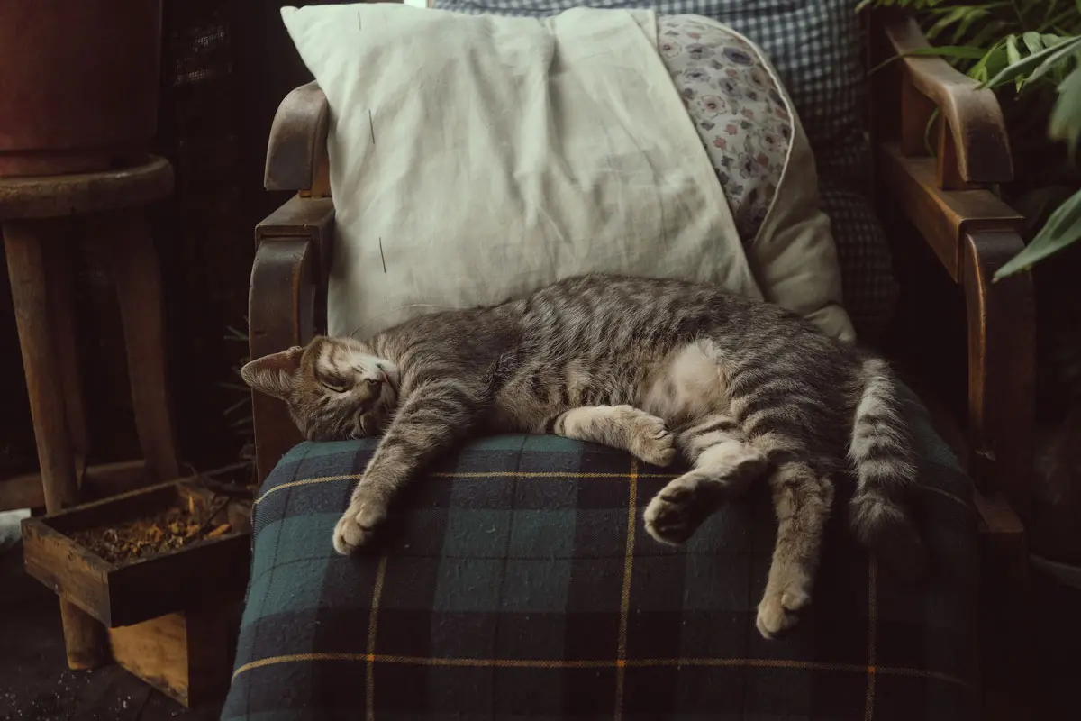 siesta