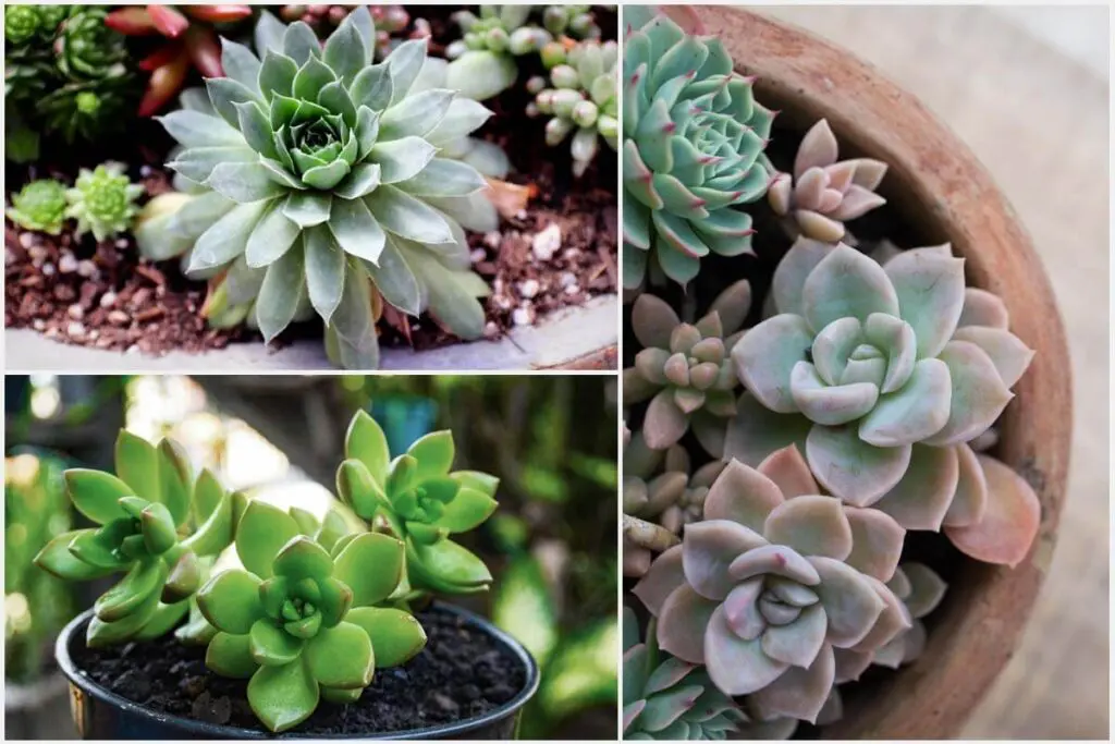Suculenta