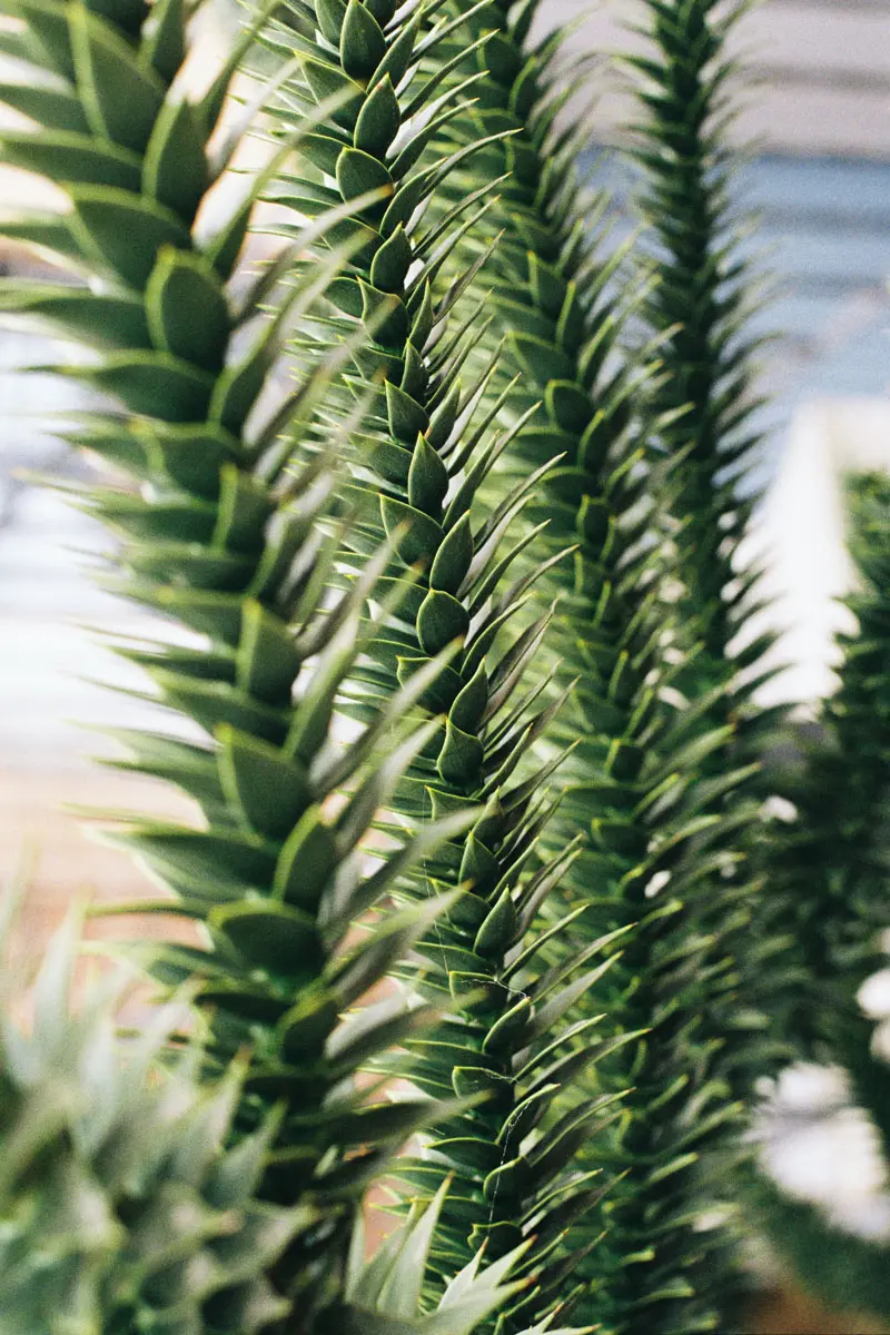 primo de la suculenta