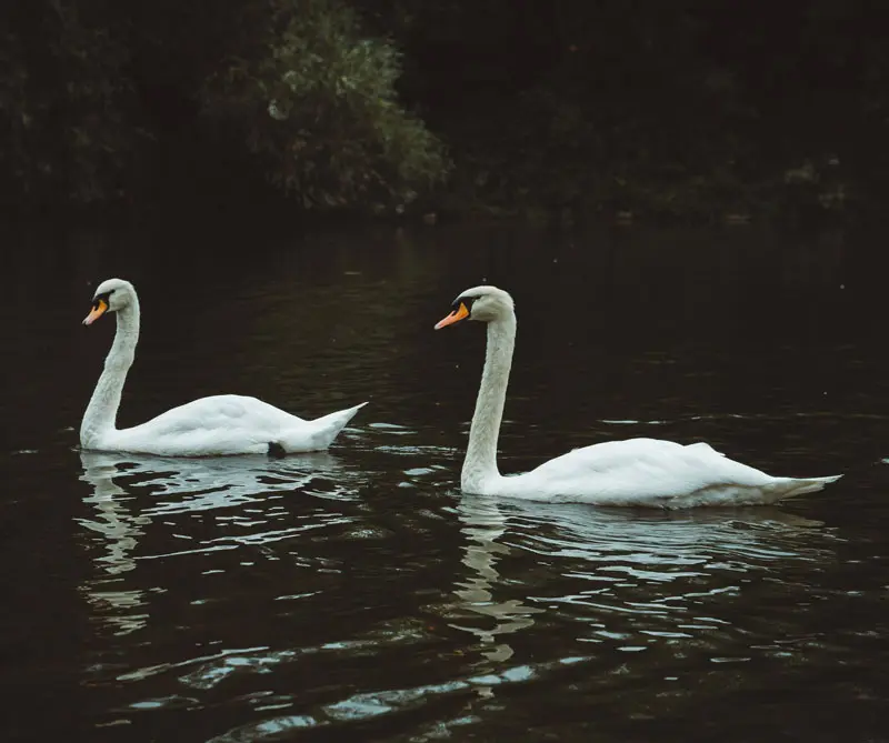 ¿Cuáles son los animales más fieles del reino animal? animales más fieles