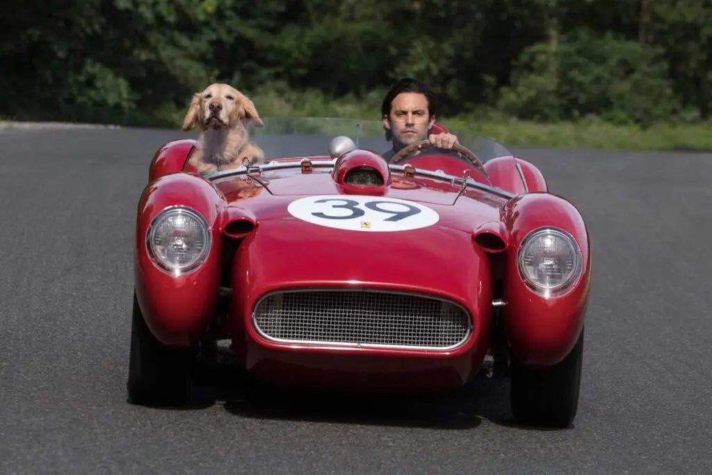 Película: mi amigo enzo, la historia de un perro y su amor incondicional Mi amigo enzo