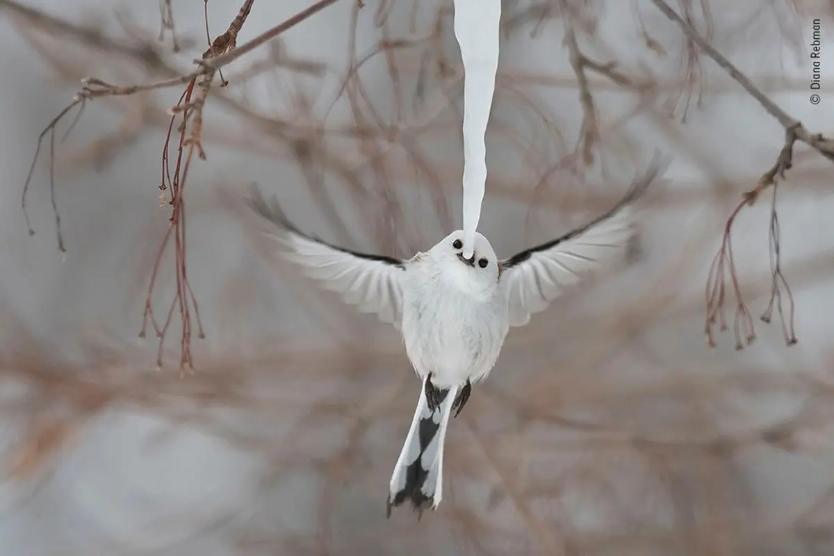 Estas son las fotografías finalistas del Wildlife Photographer of the Year 2019 Estas son las fotografías finalistas del Wildlife Photographer of the Year 2019
