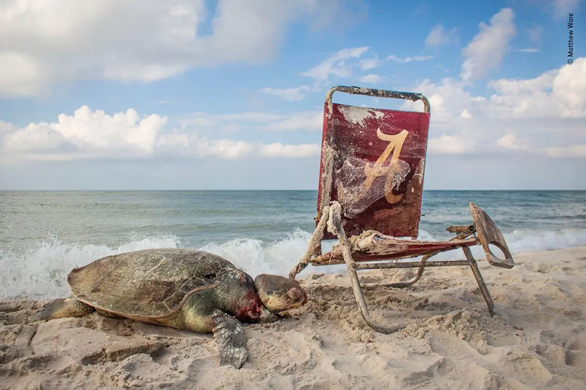 Estas son las fotografías finalistas del Wildlife Photographer of the Year 2019 Estas son las fotografías finalistas del Wildlife Photographer of the Year 2019