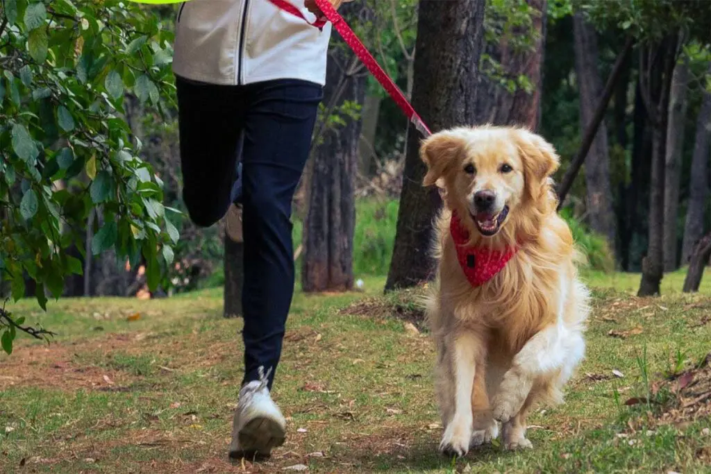 ¡A correr con sus mascotas! Llegó la carrera Totto Pets 3K 