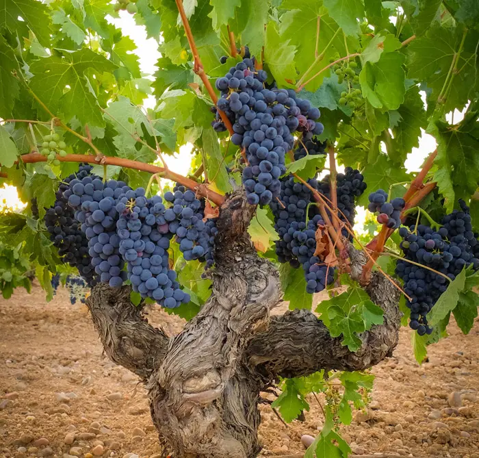 La Ribera del Duero, un tesoro bien guardado