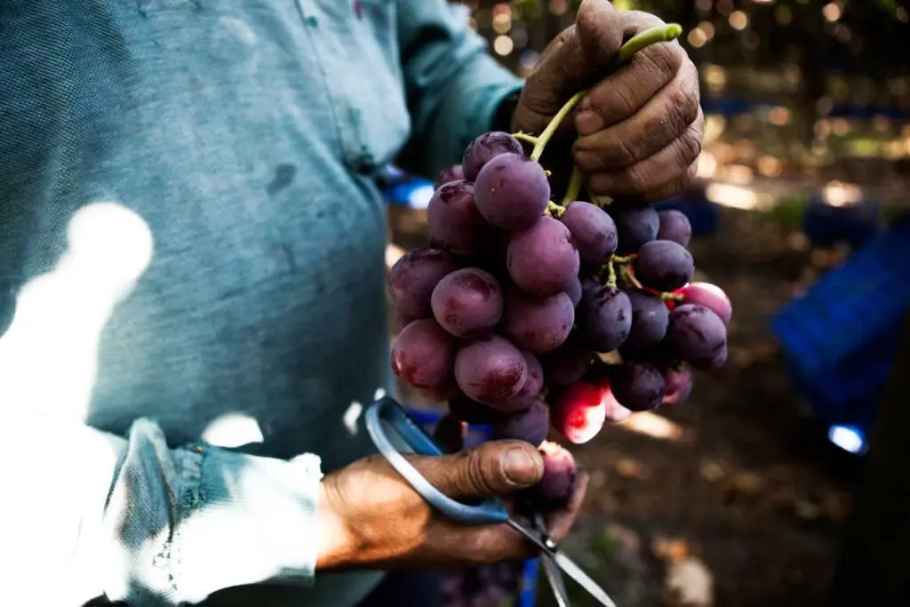 Uvas, fin de año