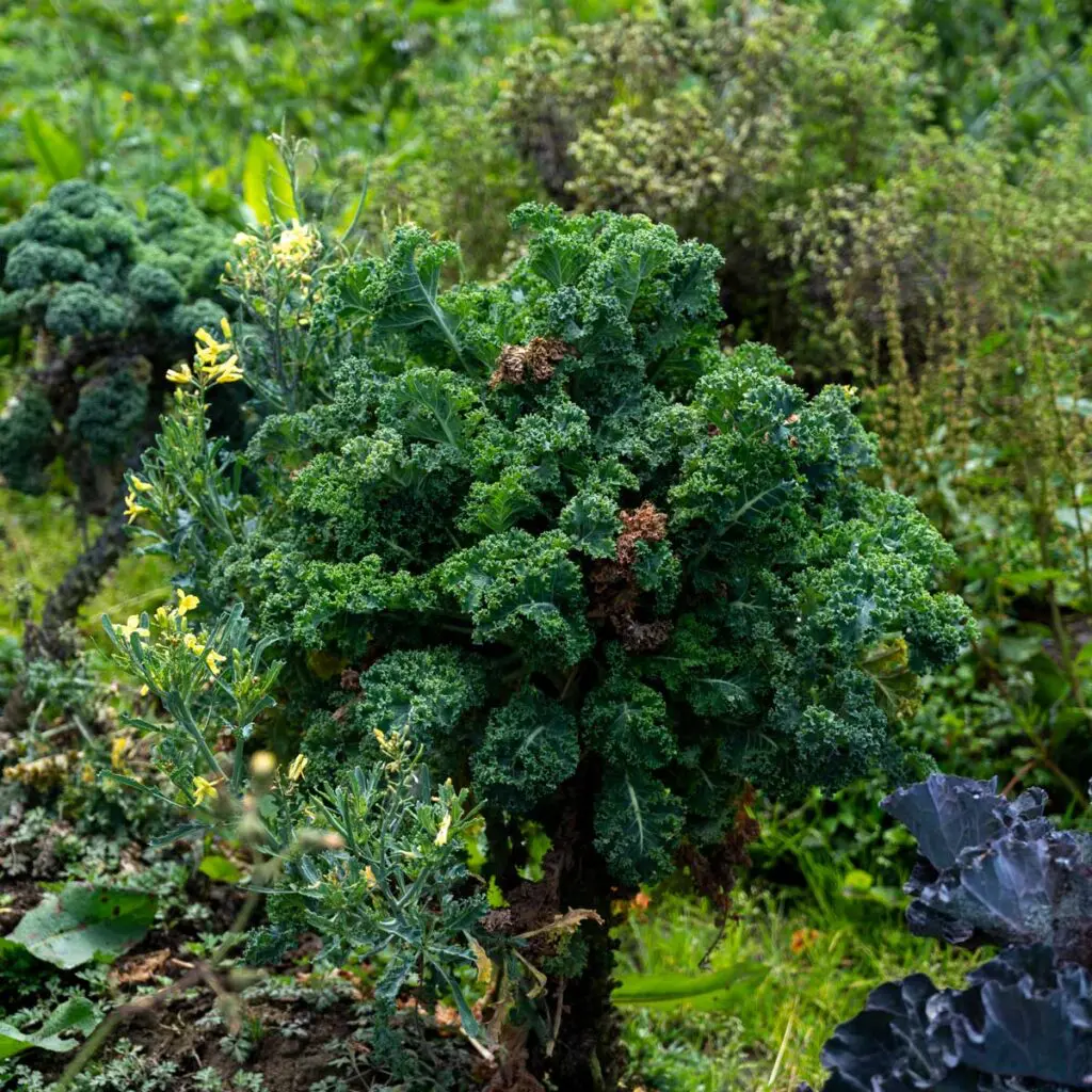 Usme, Granja Tibares