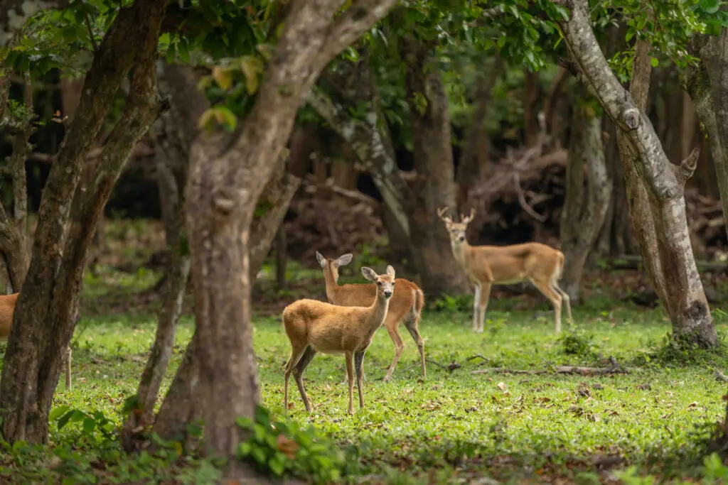 Colombia: 5 destinos por descubrir según fotógrafos de viajes Venado colombia casanare