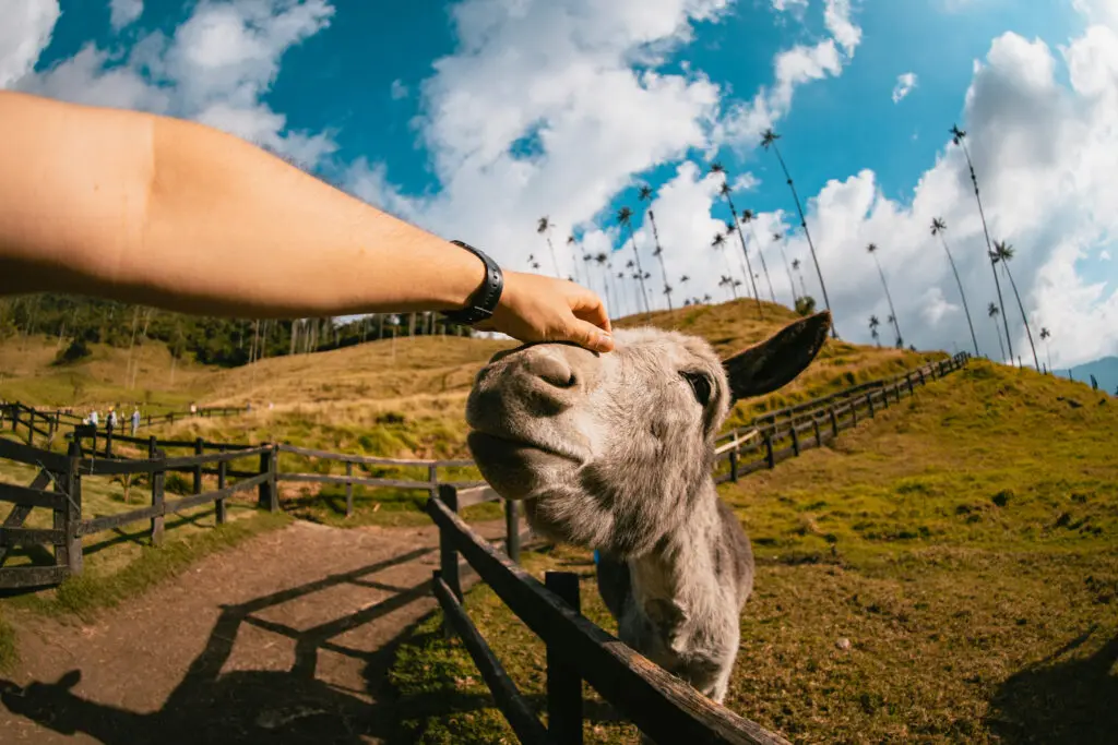 Cinco hospedajes de lujo con experiencias diferentes y emocionantes en Colombia