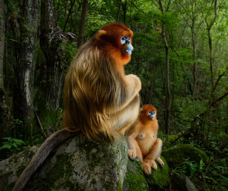 Estas son las fotos más desgarradoras de vida salvaje en 2018 Estas son las fotos más desgarradoras de vida salvaje en 2018