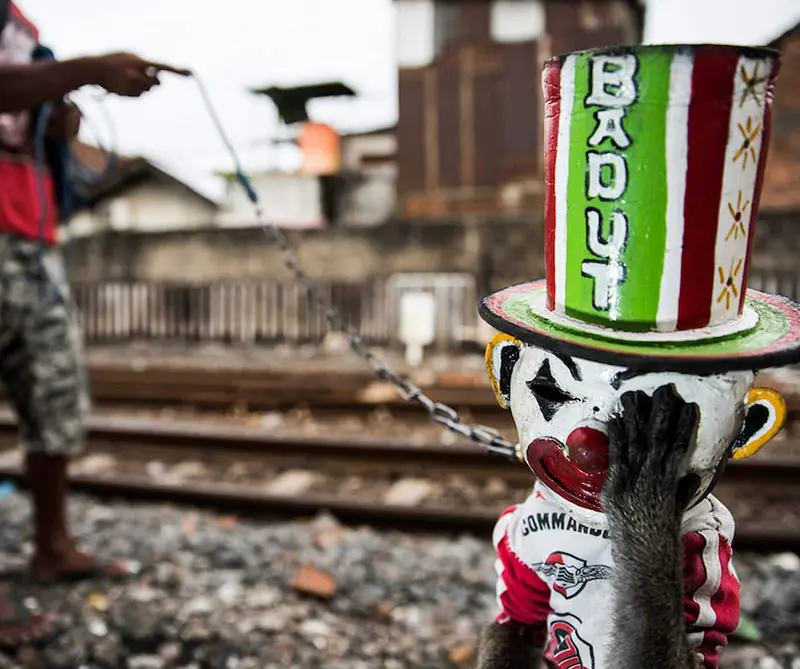 Estas son las fotos más desgarradoras de vida salvaje en 2018