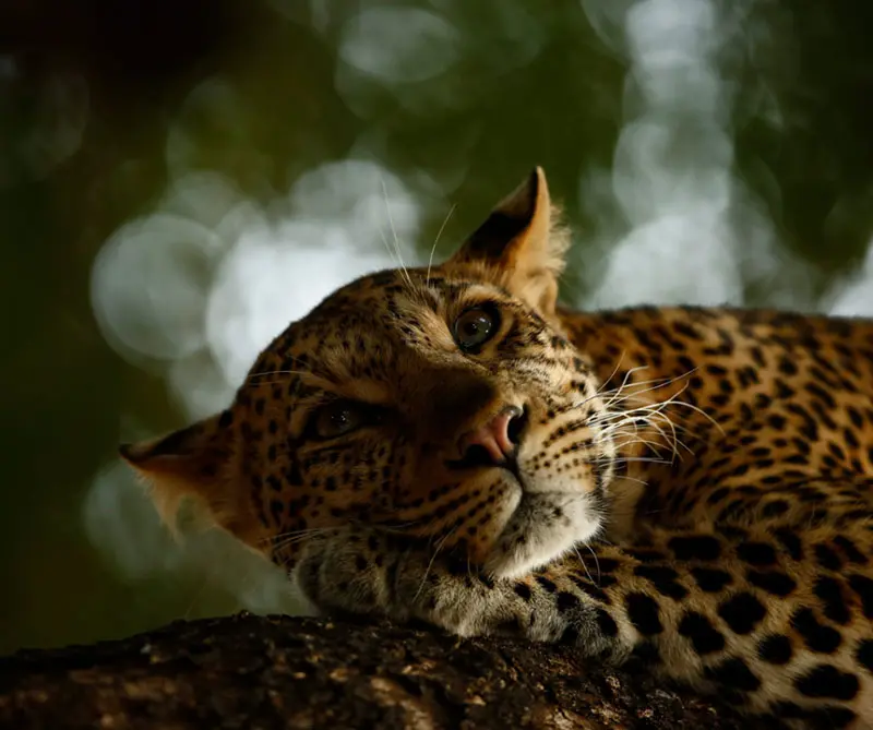 Estas son las fotos más desgarradoras de vida salvaje en 2018
