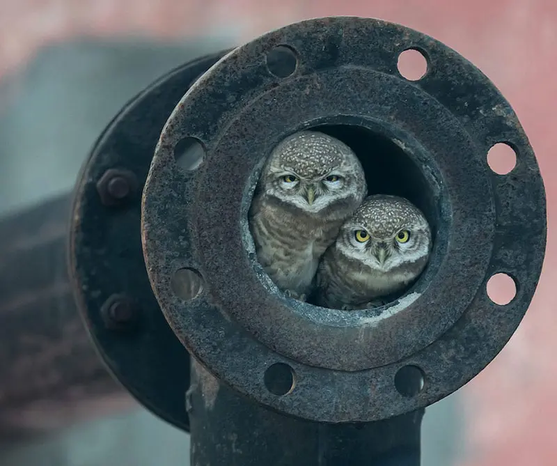 Estas son las fotos más desgarradoras de vida salvaje en 2018