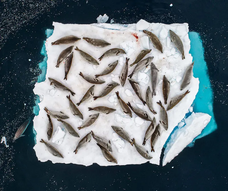 Estas son las fotos más desgarradoras de vida salvaje en 2018