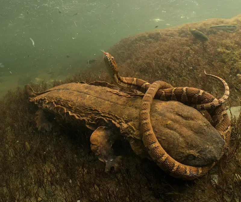 Estas son las fotos más desgarradoras de vida salvaje en 2018