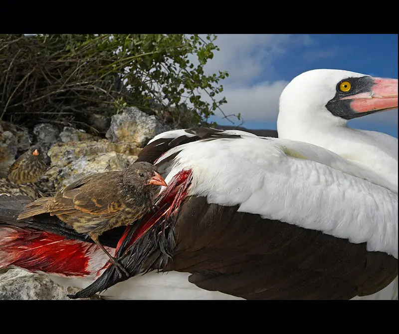 Estas son las fotos más desgarradoras de vida salvaje en 2018
