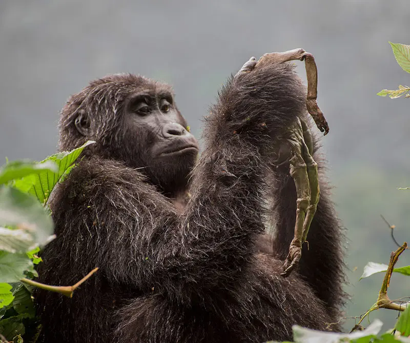 Estas son las fotos más desgarradoras de vida salvaje en 2018