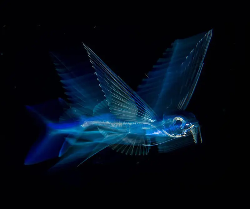 Estas son las fotos más desgarradoras de vida salvaje en 2018