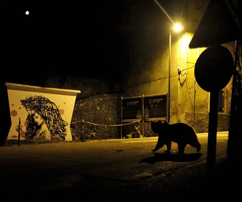 Estas son las fotos más desgarradoras de vida salvaje en 2018