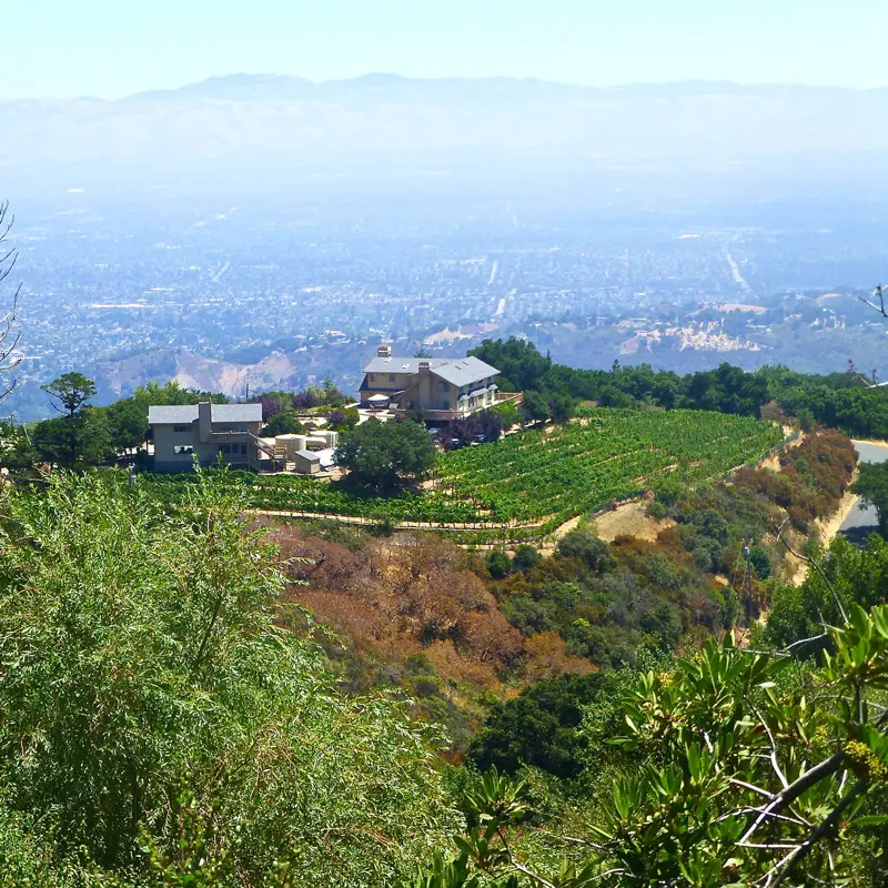 Vinedo2