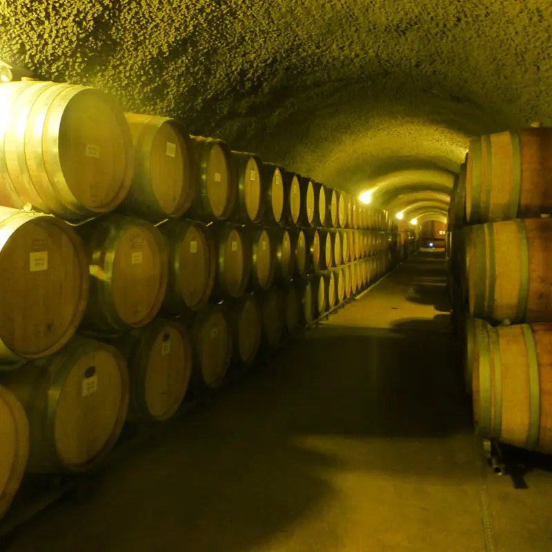 Vinedo3