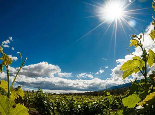 viñedo de Villa de Leyva