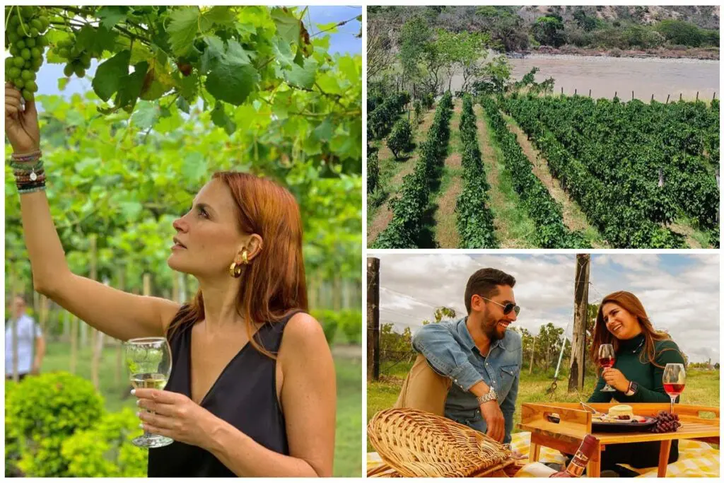 Vinos en colombia