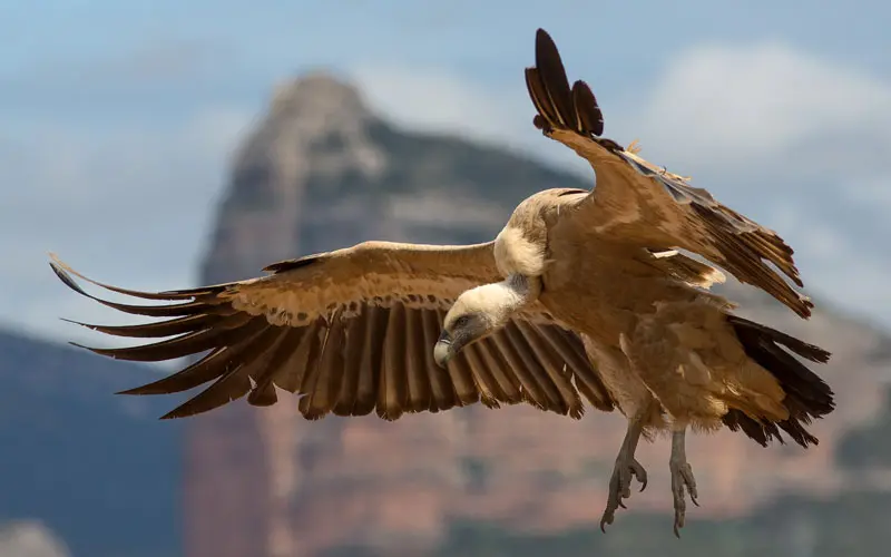 La curiosa solución de París para acabar con la sobrepoblación de palomas