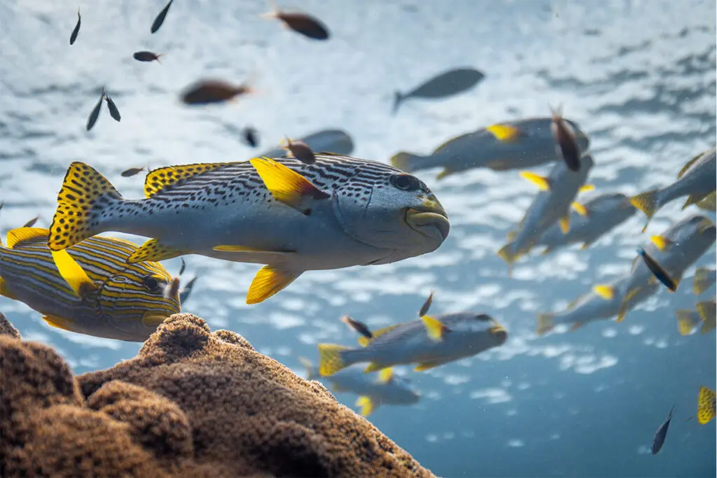 Océanos con David Attenborough, el documental que muestra que la vida marina aún tiene esperanza Océanos David Attenborough