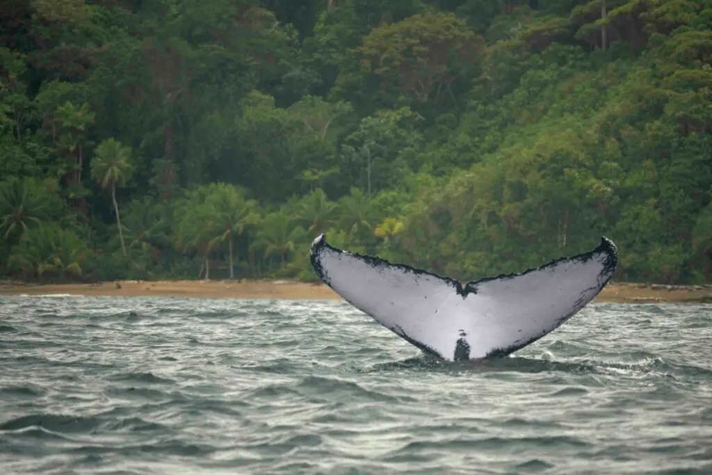 Biólogo Ballenas