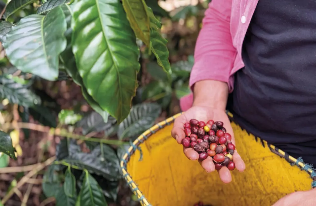 Café en el sur de bolívar