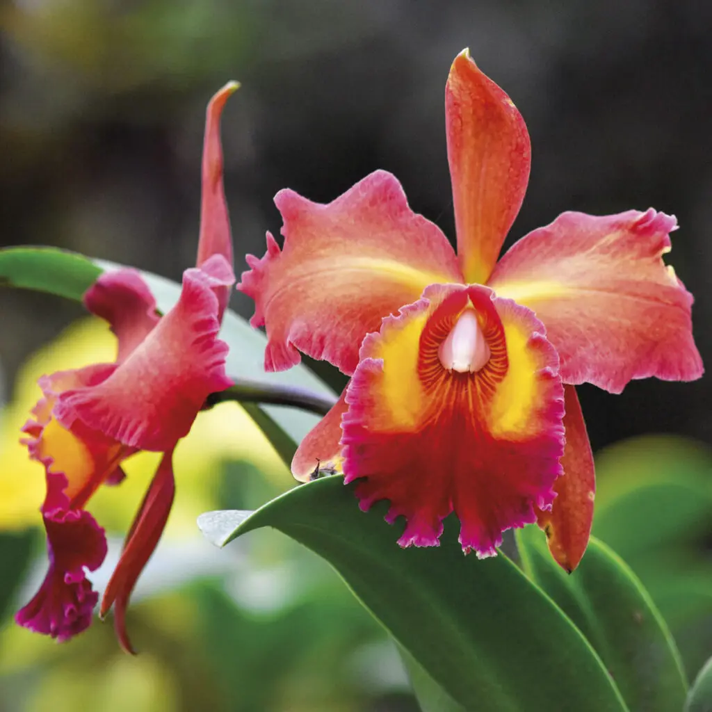 Alma del bosque: un viaje al santuario de orquídeas más fascinante de antioquia Alma del bosque