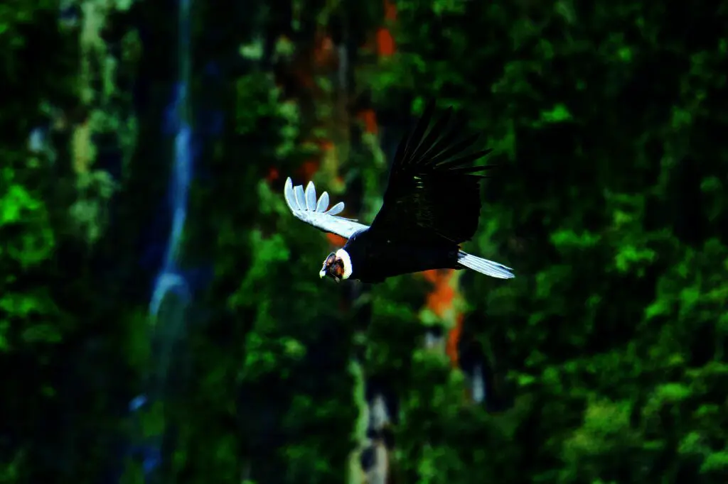 Caldas florece entre las nubes: la reinvención del departamento biodiverso que lo tiene todo por descubrir Caldas