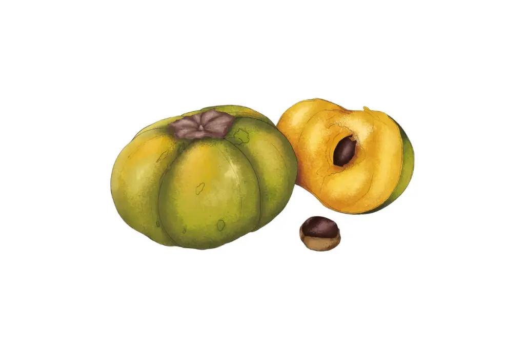 Frutas que cuentan historias: la memoria viva de colombia en la voz de gian paolo dáguer