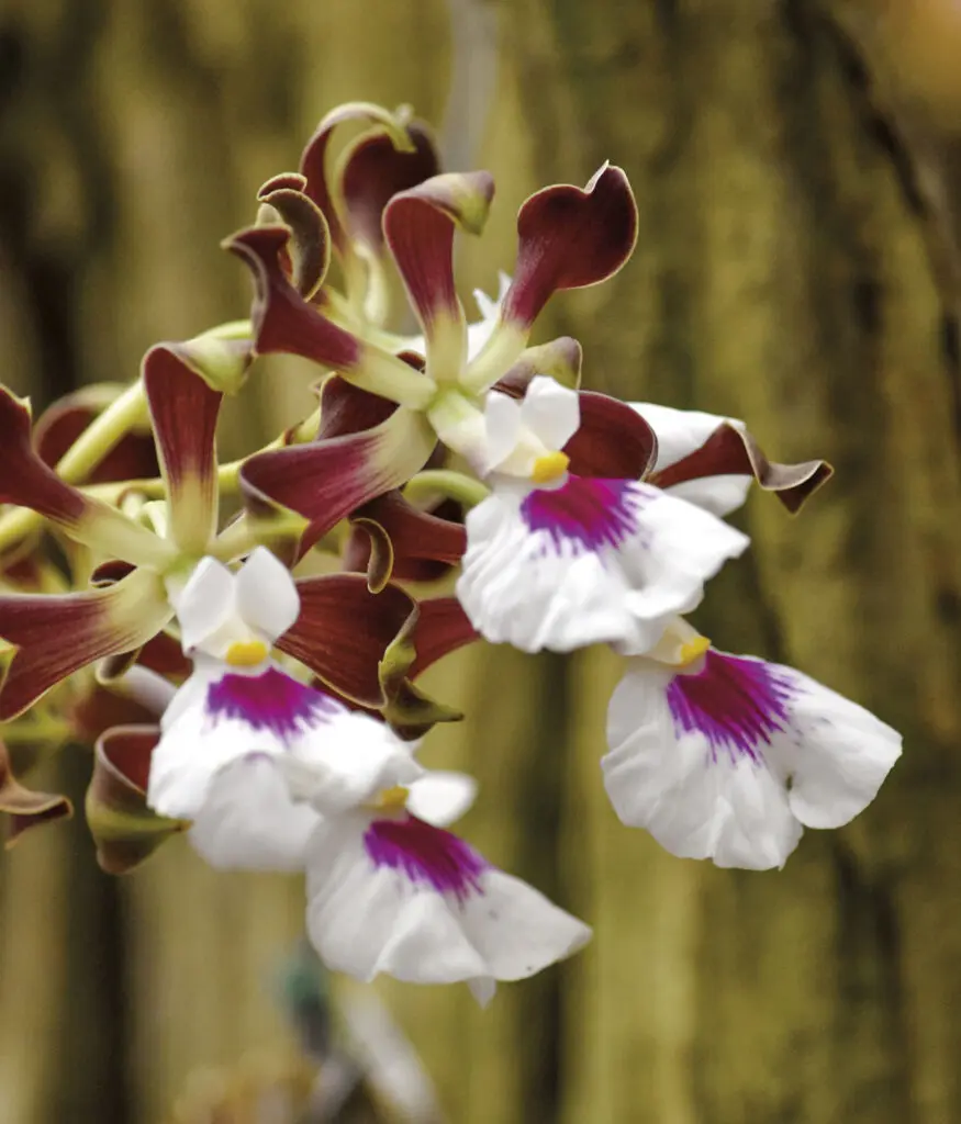 Alma del bosque: un viaje al santuario de orquídeas más fascinante de antioquia Alma del bosque