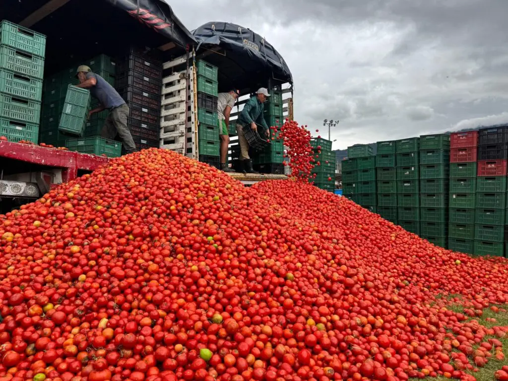 La gran tomatina colombiana se viste del mundial y espera 20. 000 visitantes en boyacá Tomatina