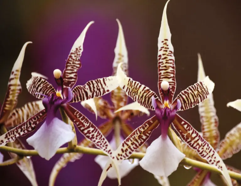 Alma del Bosque: un viaje al santuario de orquídeas más fascinante de Antioquia