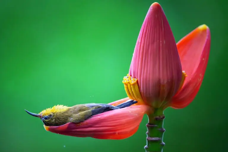 Nikon Comedy Wildlife Awards
