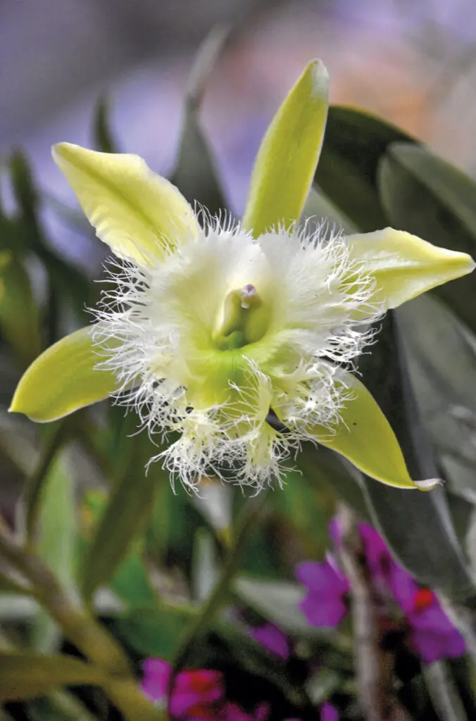 Alma del bosque: un viaje al santuario de orquídeas más fascinante de antioquia Alma del bosque