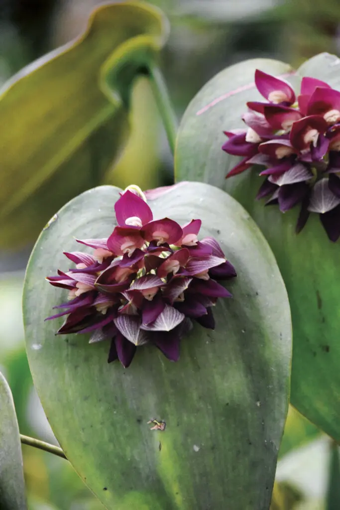 Alma del bosque: un viaje al santuario de orquídeas más fascinante de antioquia Alma del bosque