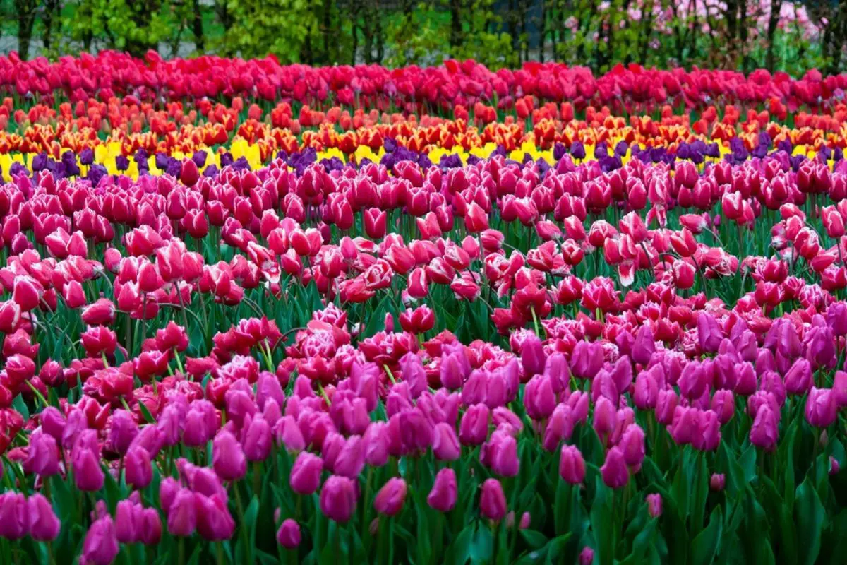 Keukenhof,Park,In,Netherlands,-,Best,Park,Of,Flowers