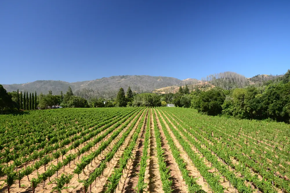 Destino romántico: 9 mejores lugares para viajar en pareja Napa Valley