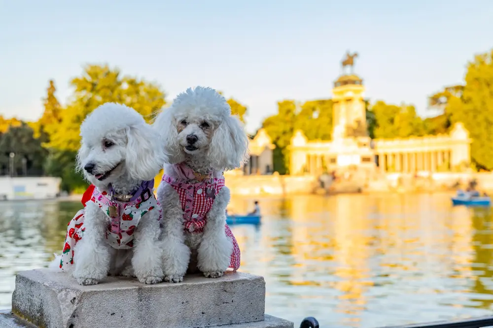 Pet friendly países
