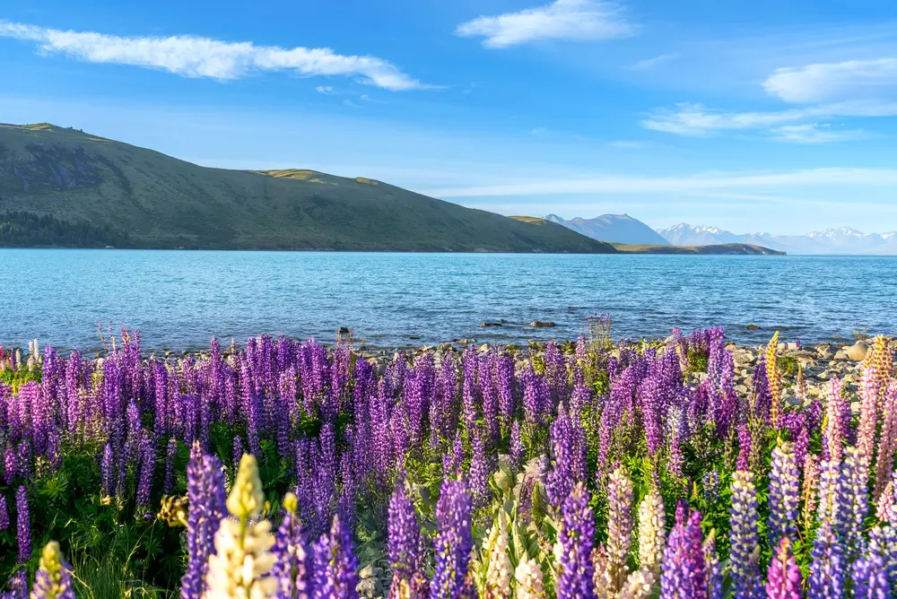 Destinos florales lago tekapo, isla sur, nueva zelanda