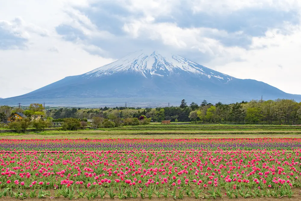 Yamanakako hananomiyako kouen en yamanashi